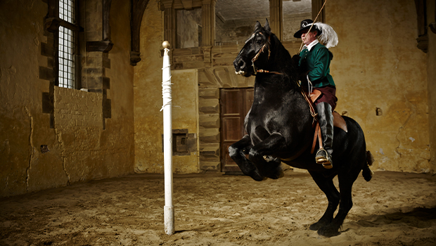 CavendishHorses26